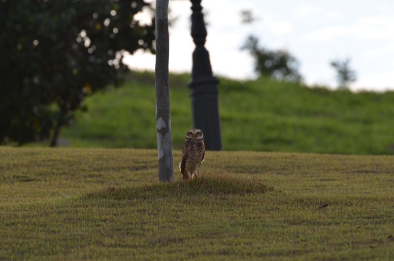 Owl in Brazil