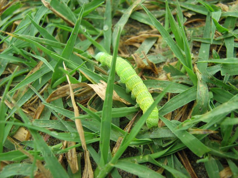 Larva in the grass