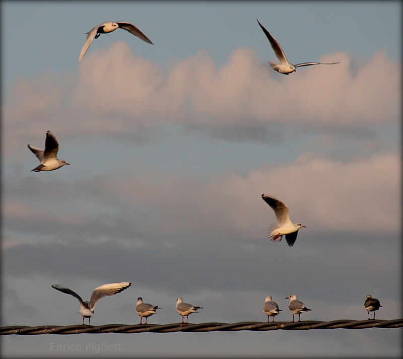 Seagulls in Flight, Italy