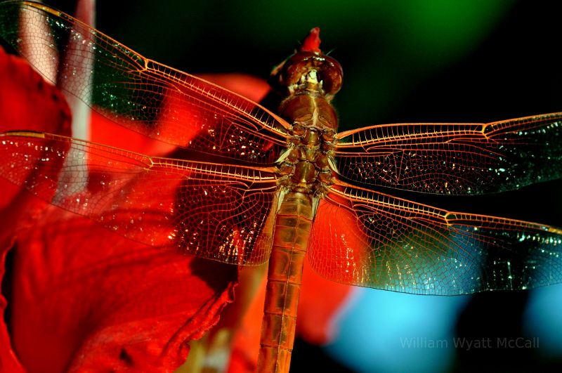 Dragonfly in Burbank.