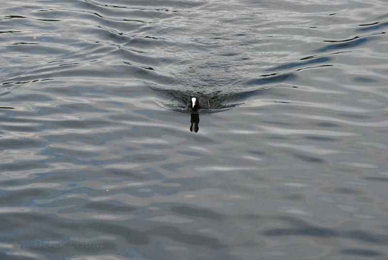 Bird swimming in a pond.