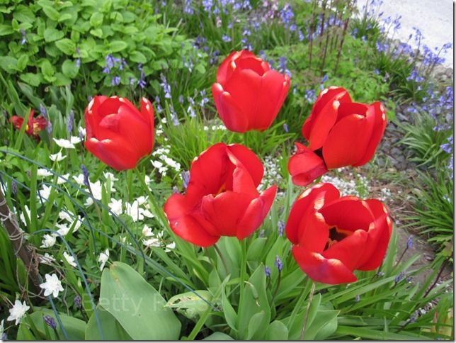 tulips in Canada