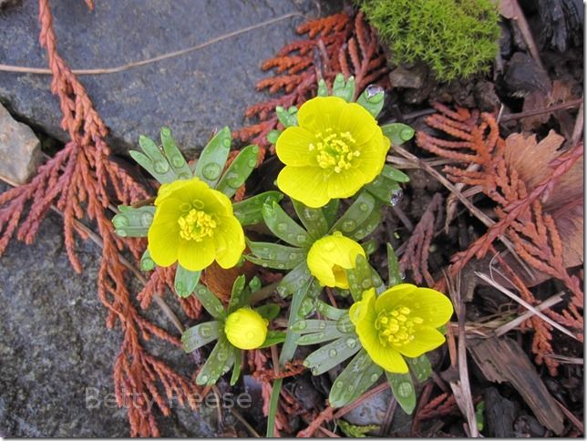 winter aconites