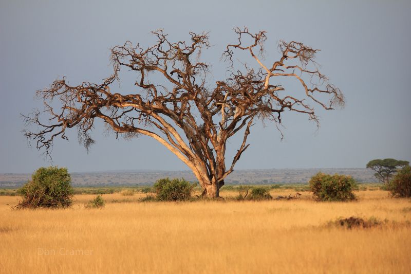 Kenya, Serengeti
