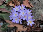 Mauve Crocus spring flower