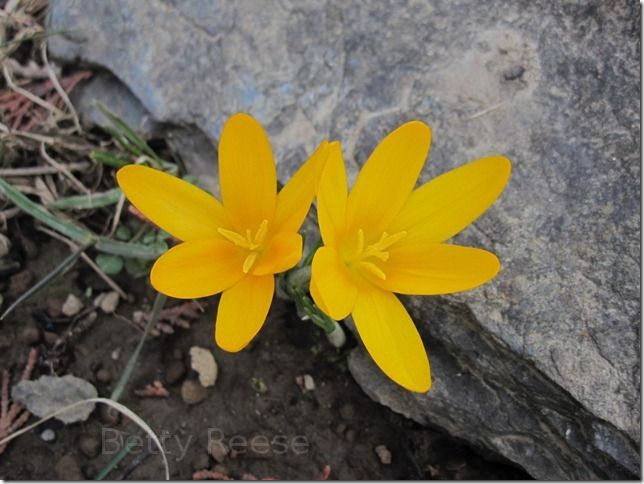Yellow Crocus flower in Canada