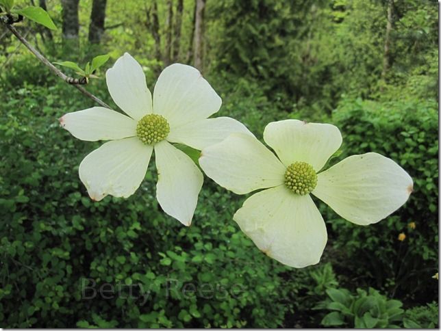 Dogwoods in British Columbia, Canada