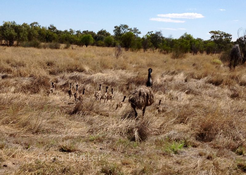 Emu in Central queensland, Australia