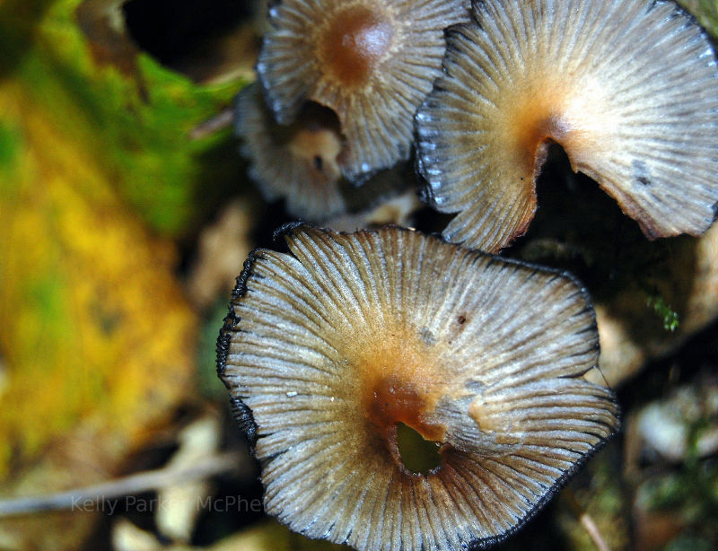 Mushroom in England