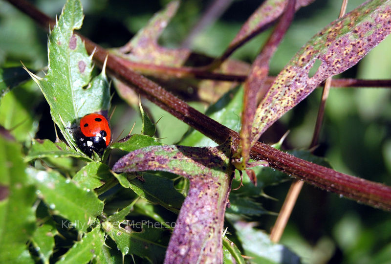 Ladybug