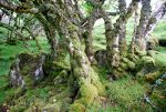 Trees in Scotland