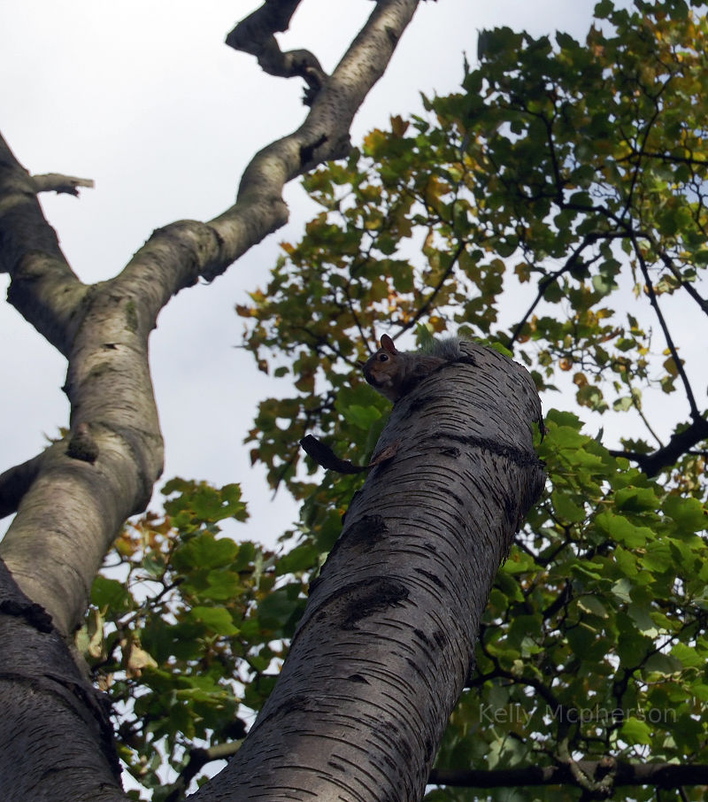 Squirrel in England