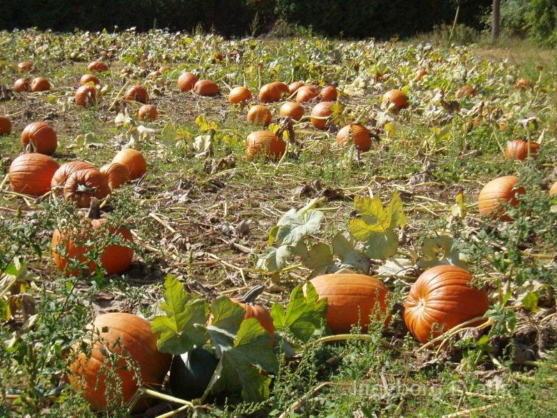 Pumpkins in afarmers field.