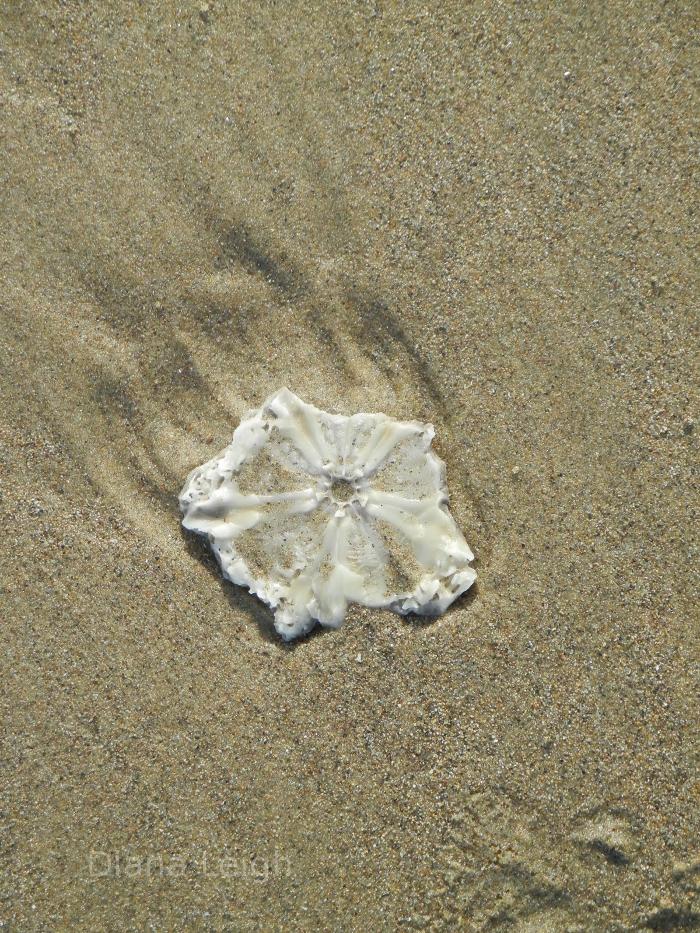 Cannon Beach, Or