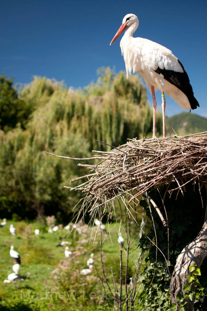 Stork in France