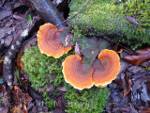Mushrooms in Tasmania