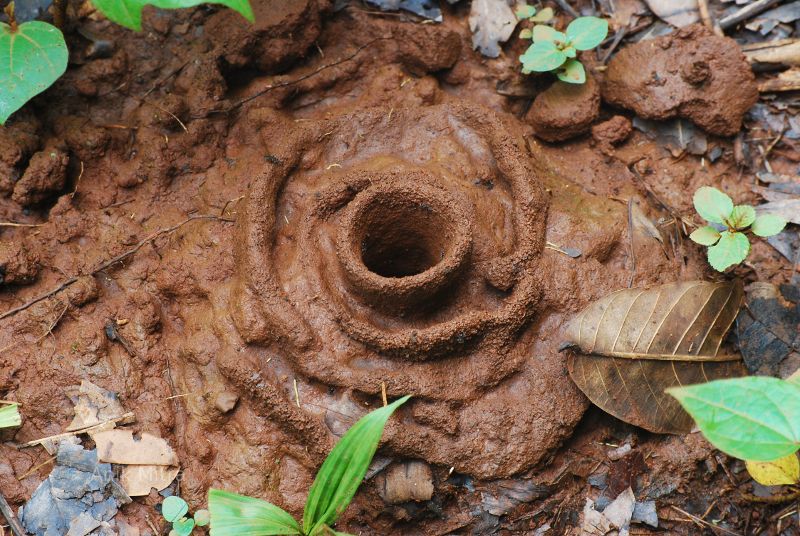 Ant hole in India