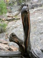 mysterious log that looks like a cobra