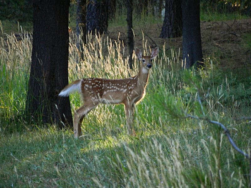 Fawn in the sunset