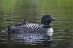 Common Loon and chick in Lac Le Jeune, British Columbia, Canada