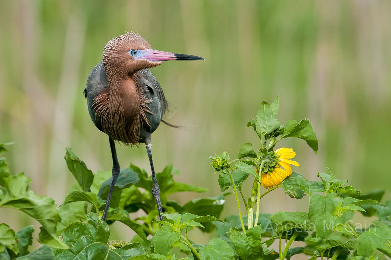 Egret in San Antonio Bay, Texas