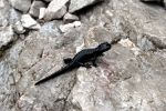 Salamander at Bacherntal, Dolomitenhohenweg, Italy