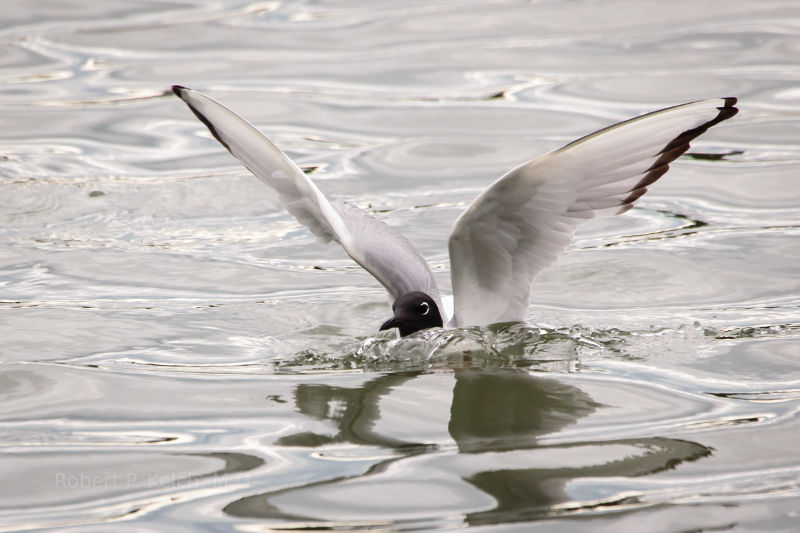 Arctic Tern in Alaska