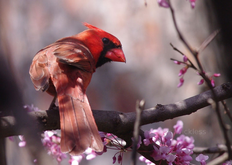 Cardinal bird in Lincoln, NE