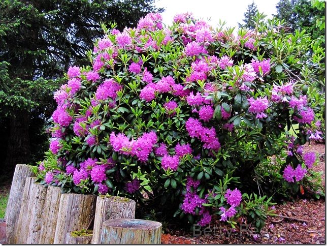 Rhododendron in British Columbia