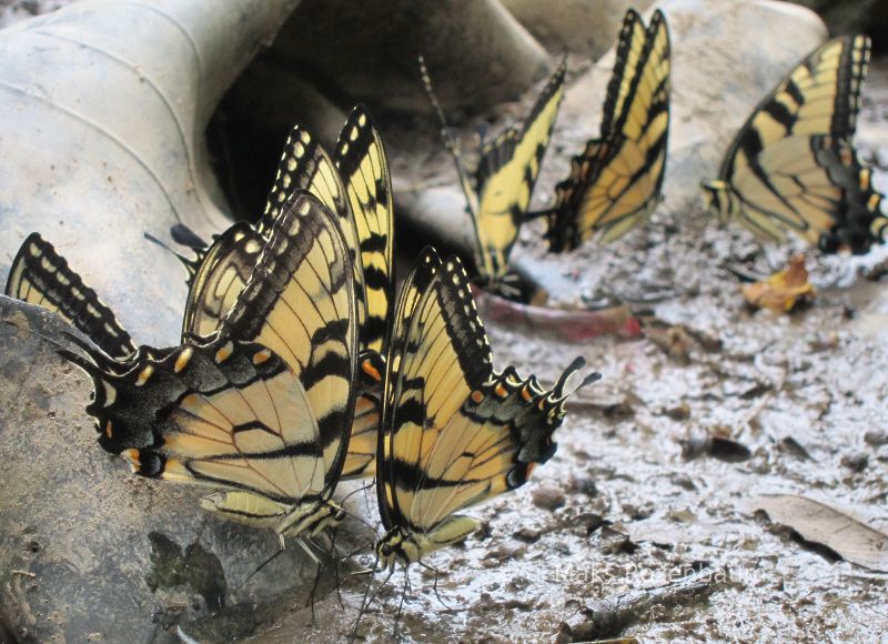 Butterflies and garbage.