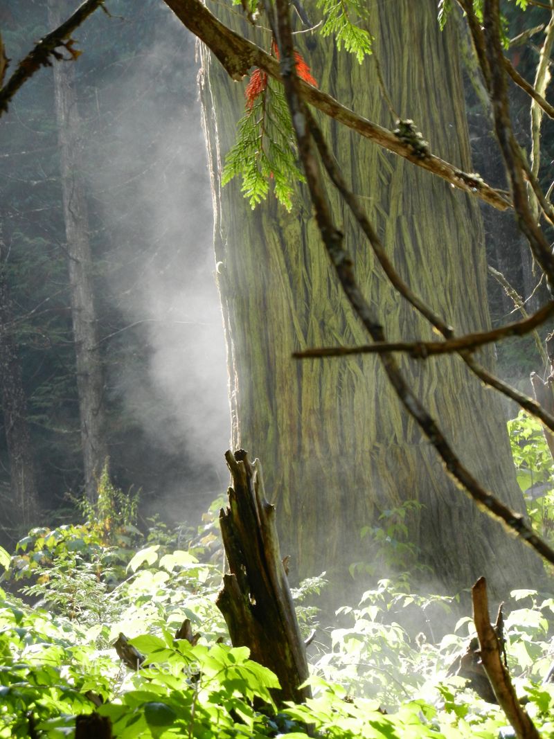 Ross Creek Cedars