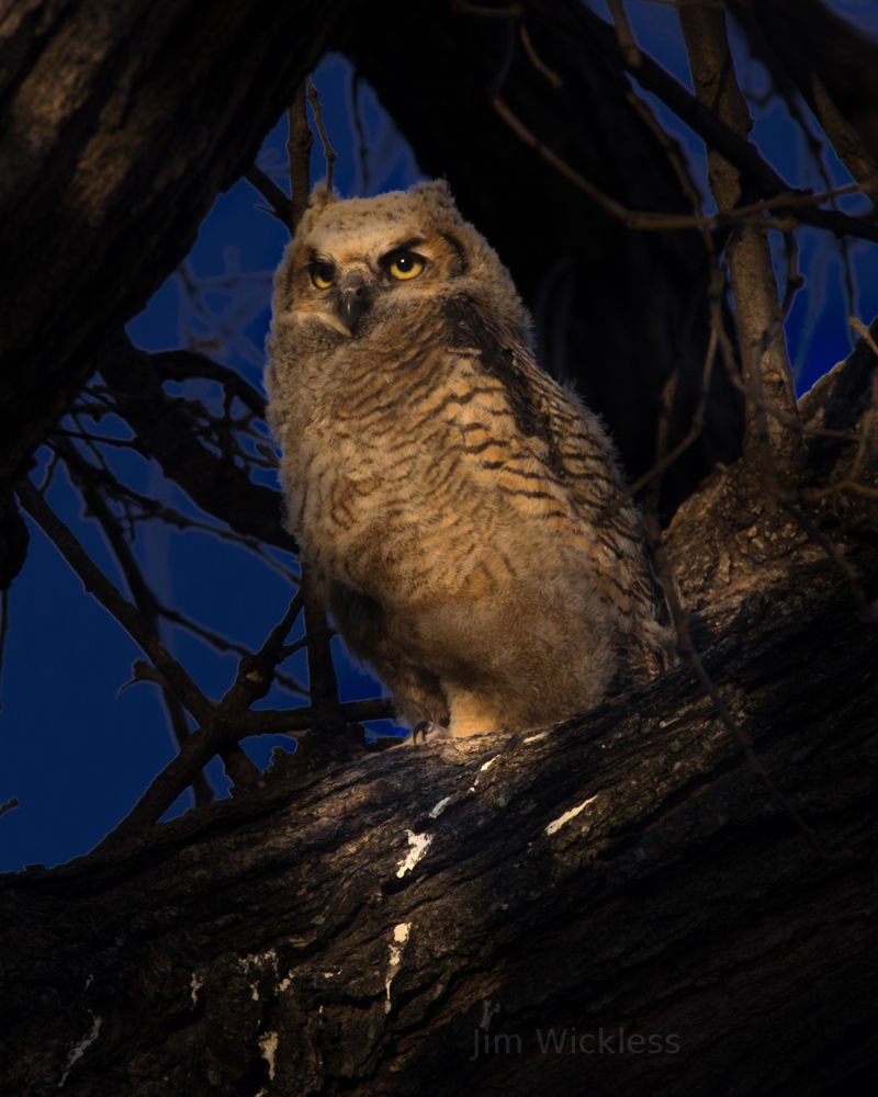 Owl in Lincoln, Nebraska