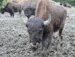 Bison in Mud