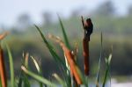 Robin on a Cattail