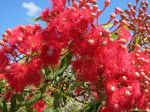 Beautiful Australian flora.