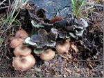 Mushrooms and Fungi on an old tree stump it BC