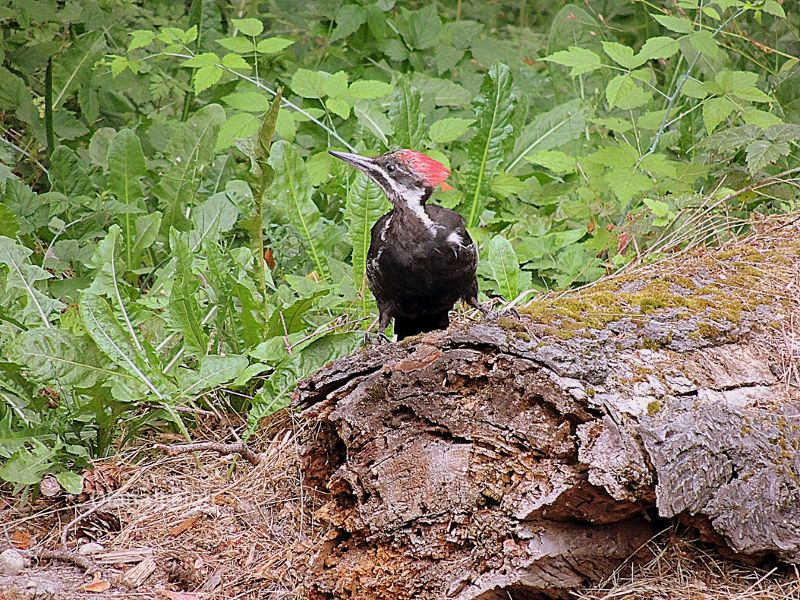 Pileated Woodpecker in Washington