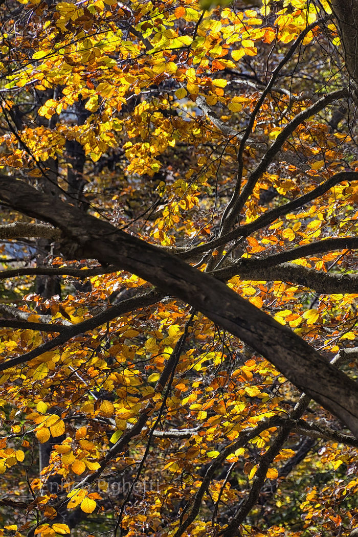 Golden leaves in Italy