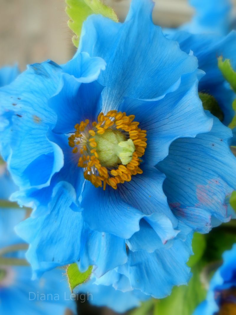 Blue Poppy in Scotland