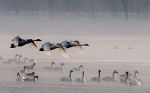 Swans on Lake Mendota, Madison, WI