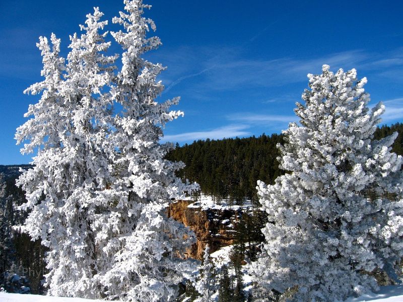 Frosted trees in a box canyon in San Juan National Forest