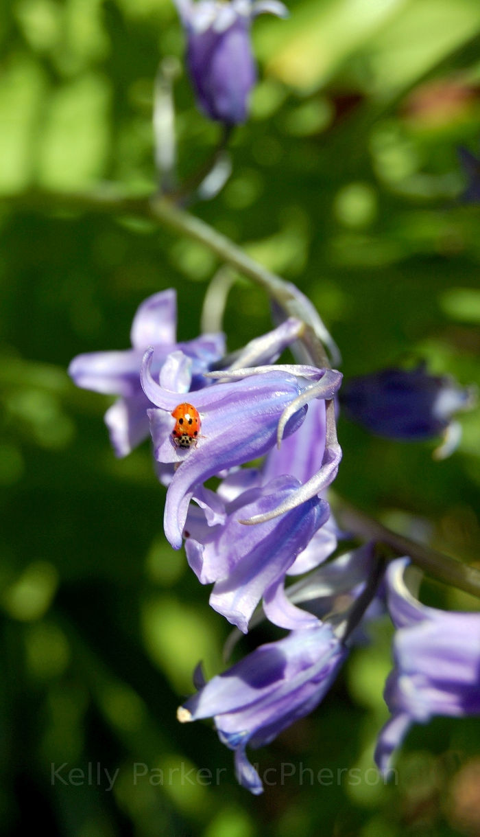 Ladybug on an English flower