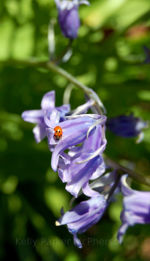 Ladybug on an English flower