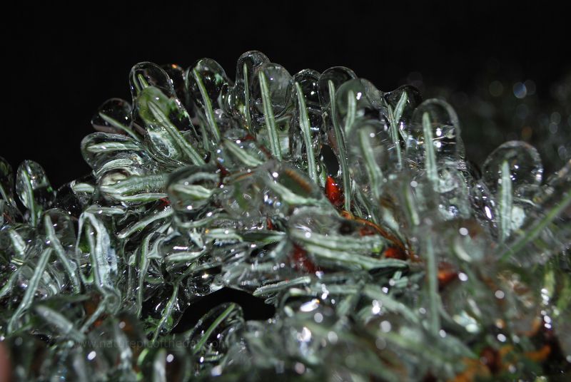 Pine needles in ice.