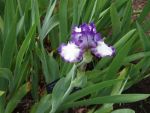 Iris in Canada