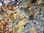 Lichen and Rocks