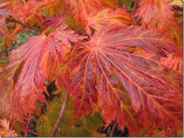 Beautiful red maple leaf in Canada