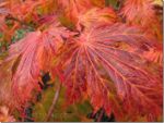 Beautiful red maple leaf in Canada