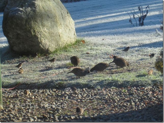 Quail in Canada