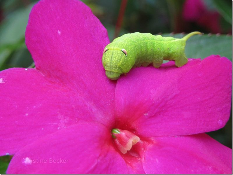 Caterpillar or slug eating an Australian flower.